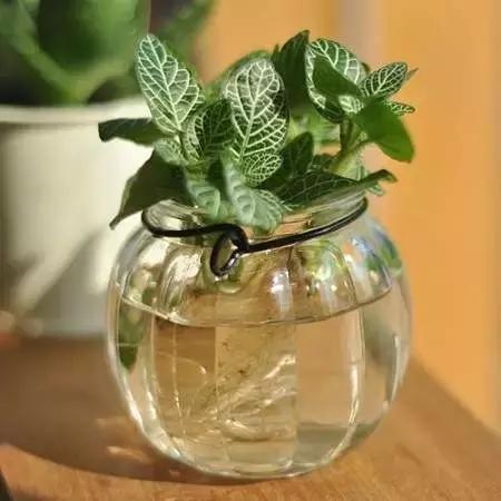 哪种植物花香助眠,安眠植物