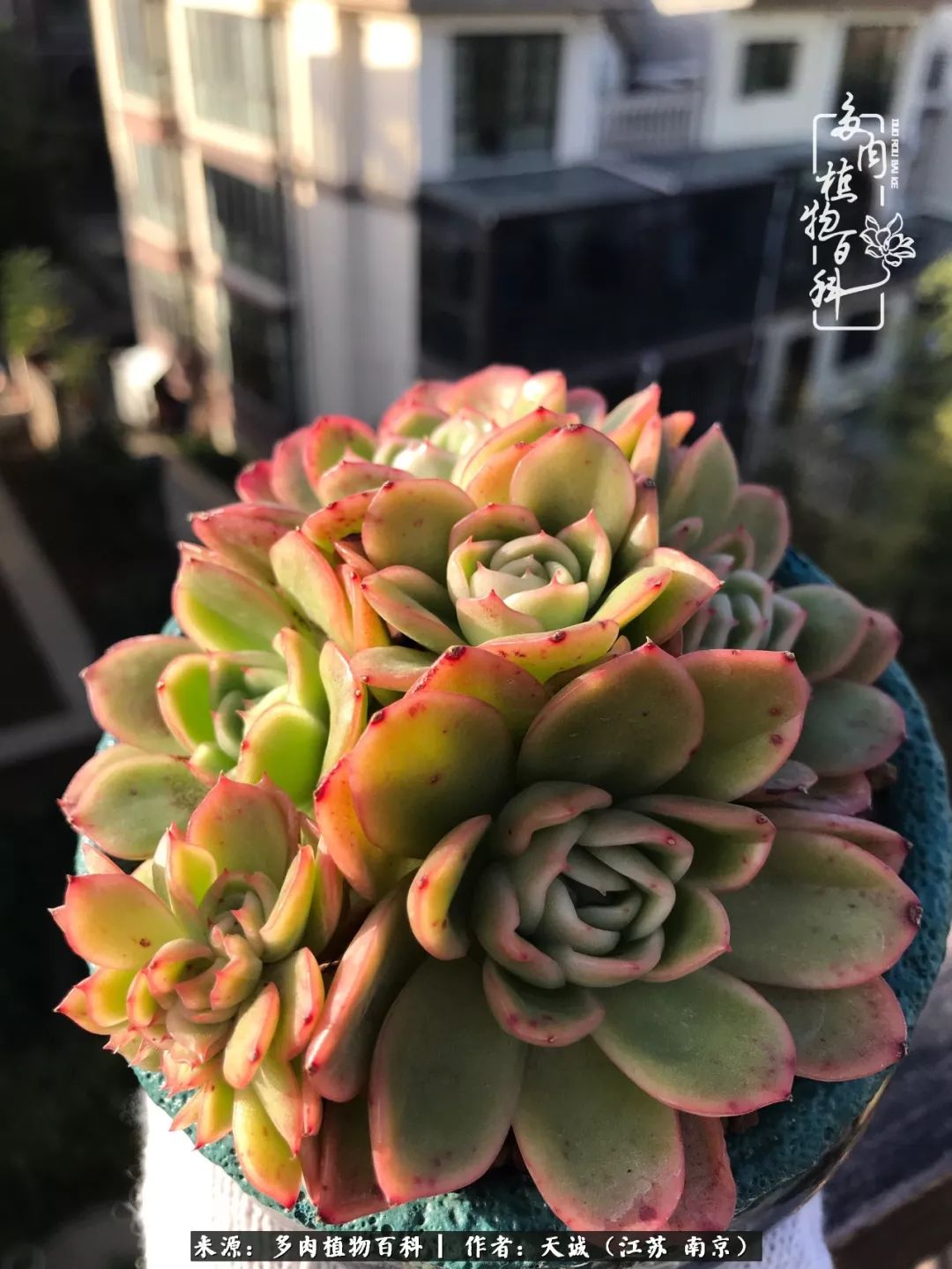 鍙拱瀵圭殑涓嶄拱璐电殑灏忔牱,鍙拱瀵圭殑涓嶄拱璐电殑鍥剧墖灞曠ず