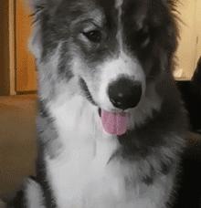 狗中三傻阿拉斯加萨摩耶,哈士奇阿拉斯加萨摩耶宠物秀