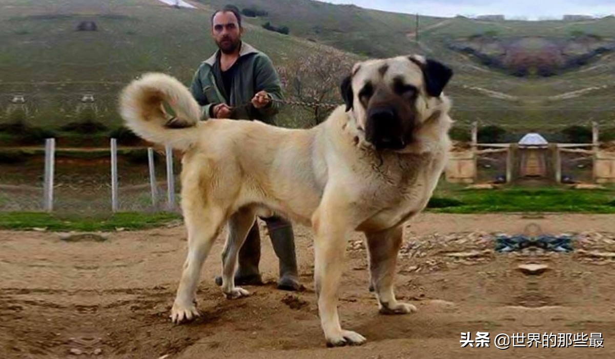 藏獒和大型犬哪个厉害一点,纯种藏獒战斗力有多强