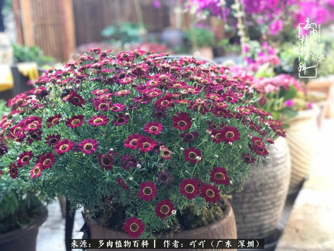 涓冨僵浜戝崡澶氳倝,浜戝崡澶氳倝涔嬫梾