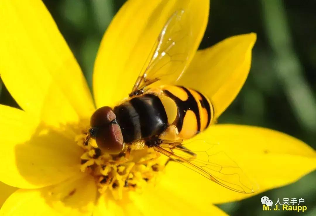 人工养殖的天敌昆虫,昆虫天敌大全