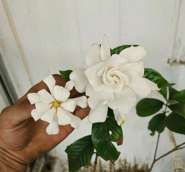 栀子怎么养才能开花,栀子如何养才能开花