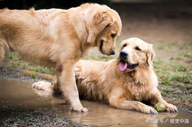 金毛和拉布拉多为什么不一样,金毛和拉布拉多哪个更友好聪明