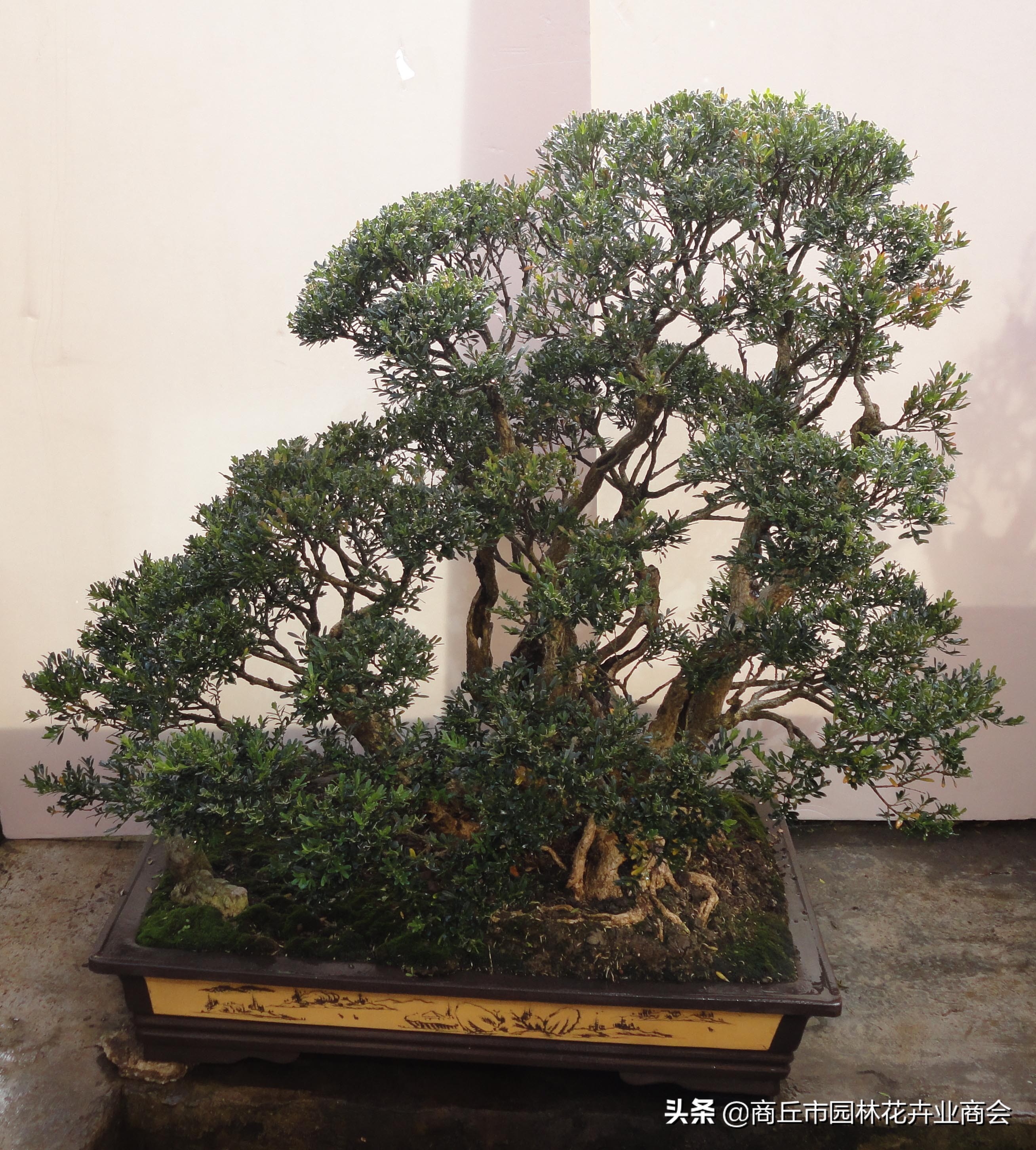 家有黄杨富贵吉祥,家有黄杨富贵满堂是什么意思