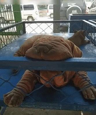 困成狗是什么样子,看看你家小狗的睡姿