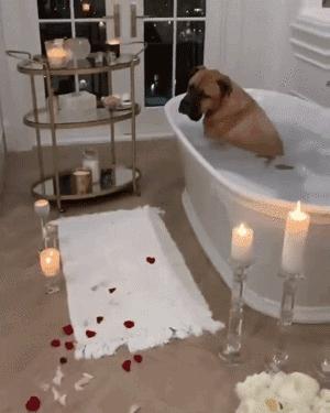 搞笑动图gif图片合集,搞笑动图gif微信可爱表情包