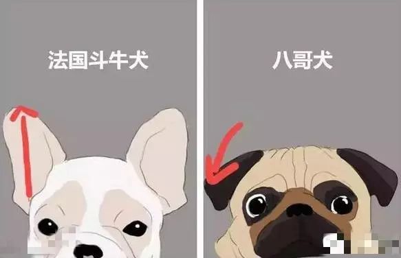 汪星人的种类,盘点不同种类汪星人