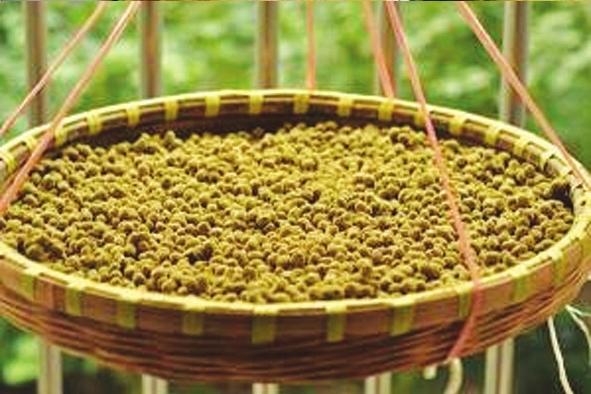 晒酱豆发酸什么原因,怎样用黄蒿晒酱豆子