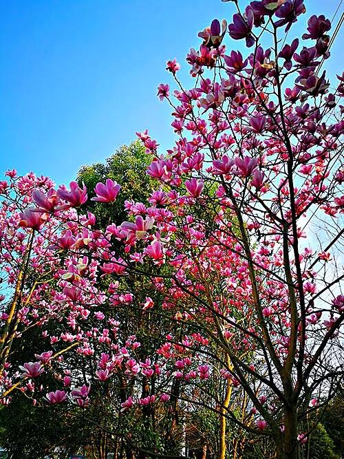 望春玉兰～早春先叶开放，花色素雅，美丽壮观
