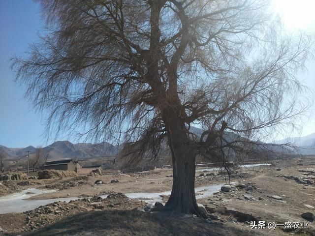 潜藏在农村的商机,隐藏于农村的冷门致富项目