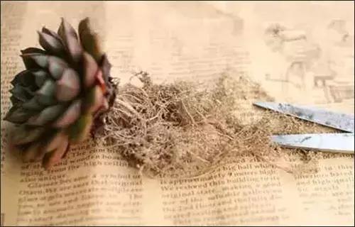 花积水了怎么补救,家里花多怎么浇水方便