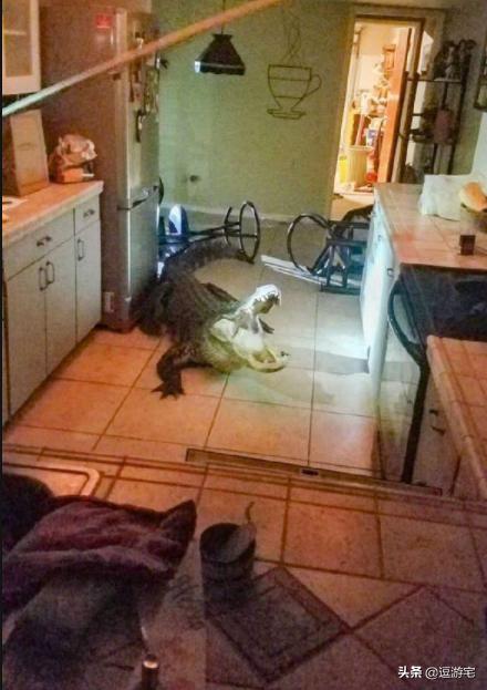 就算摔倒姿势也一定要帅,虽然哥