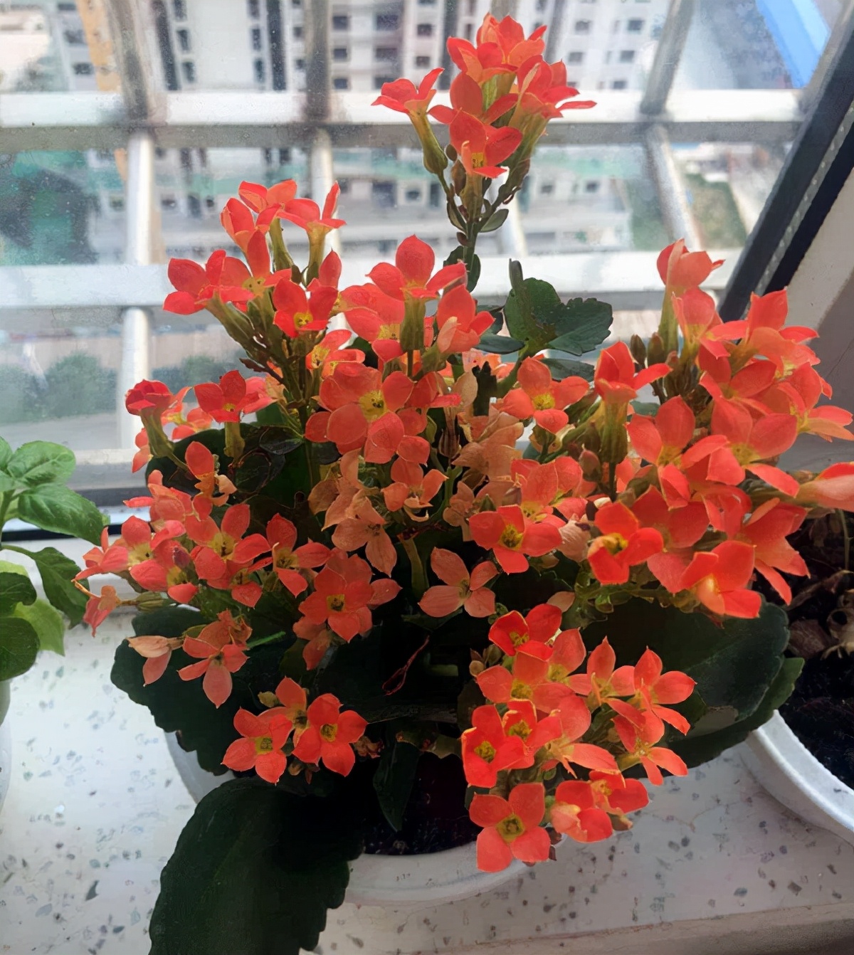 长寿花常见问题和解决方法,长寿花的常见病怎么治疗