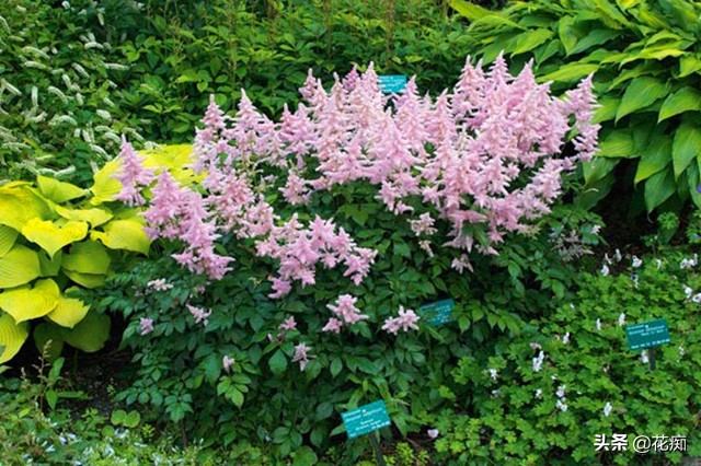 耐阴开花绿植地栽,喜阴好养活的颜色鲜艳的绿植