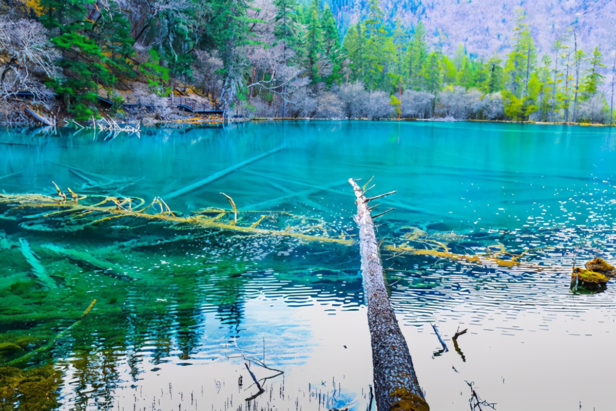 九寨沟最美的一处景点,九寨沟风景区好山好水好风光