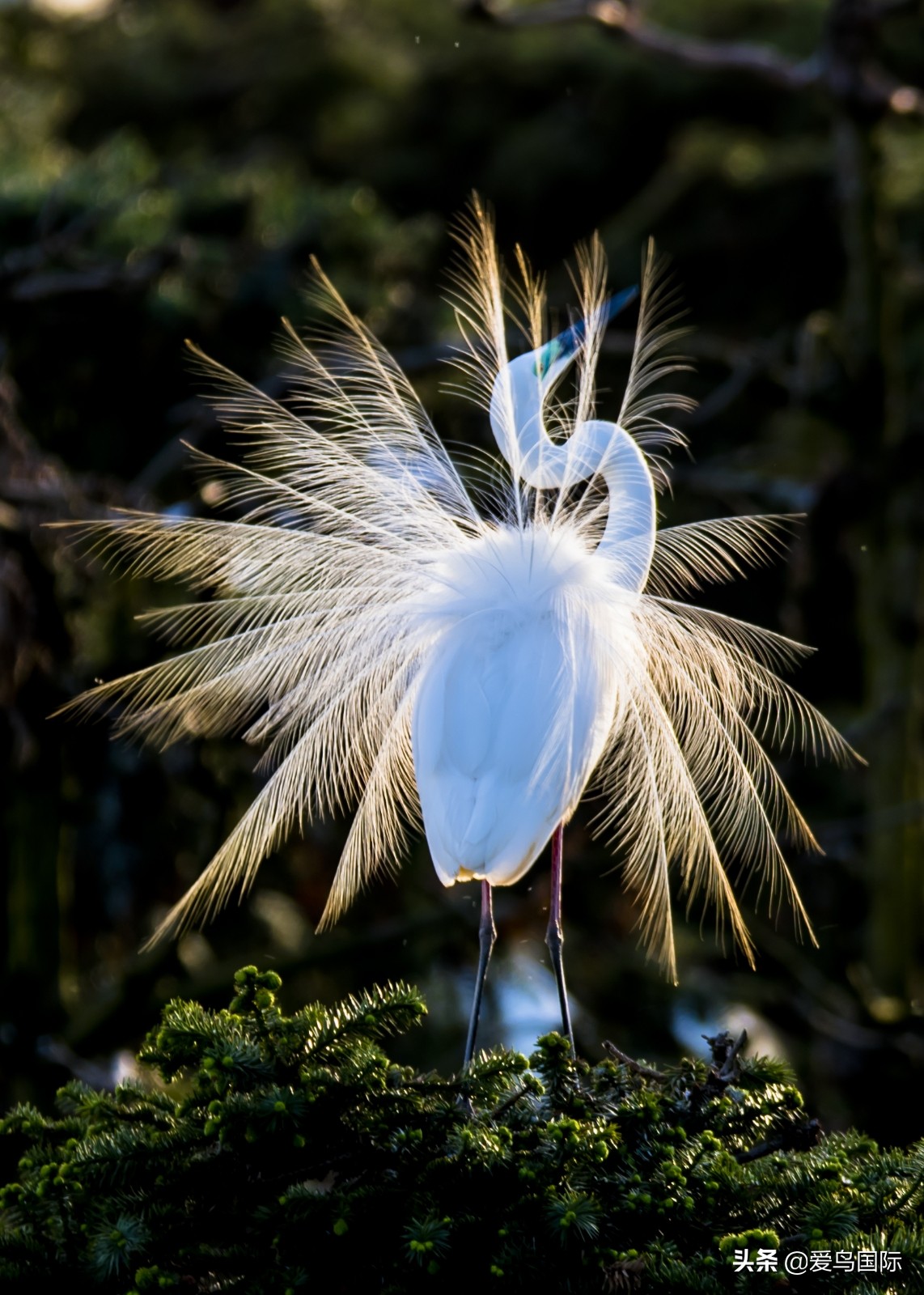 观鸟大年影片,观鸟大年在线观看