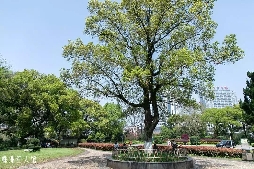 株洲神农公园的传说,株洲神农公园游览图