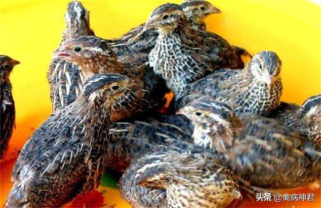 鹌鹑疾病大全图文,鹌鹑常见病和常用药