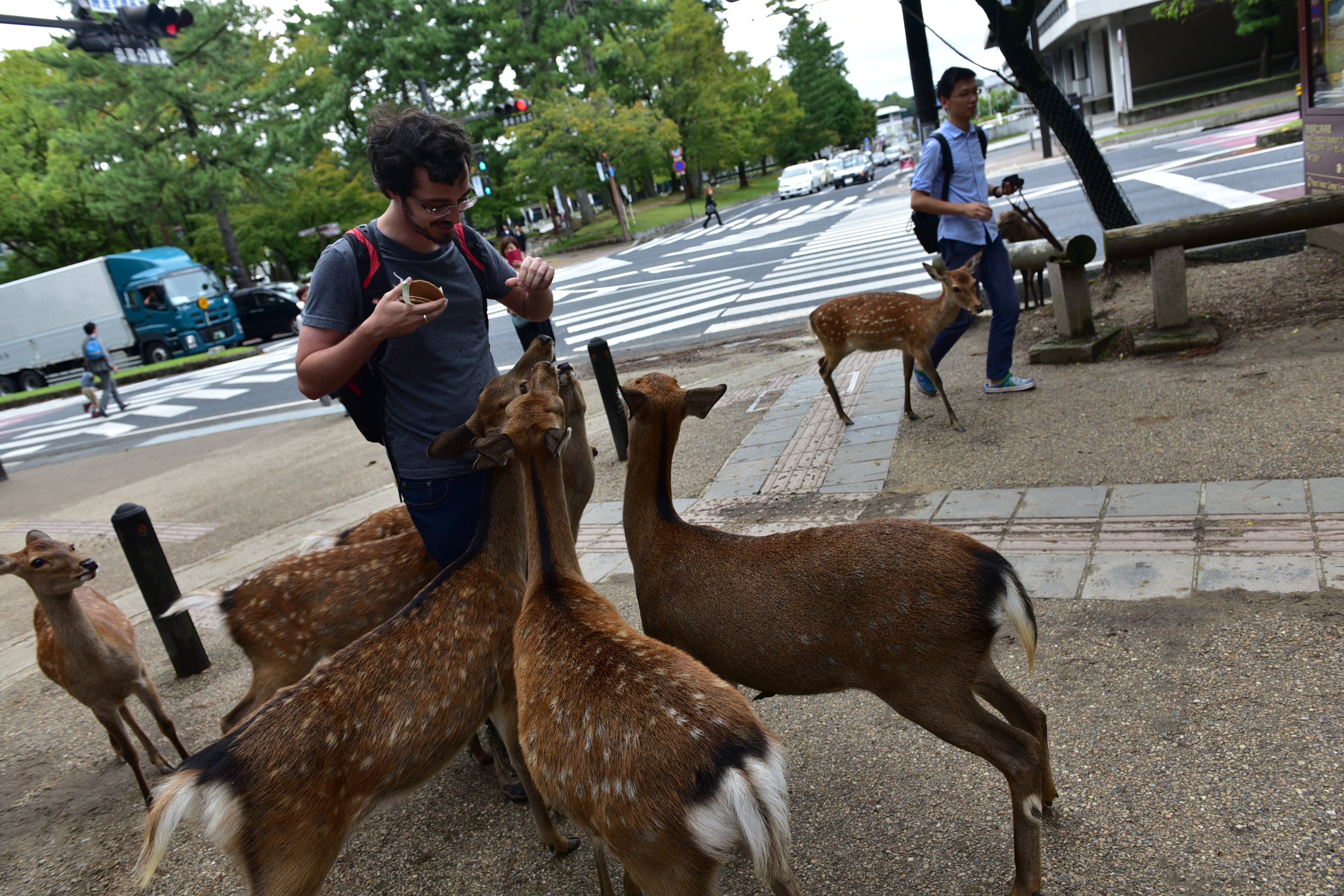 日本大阪关西机场到奈良怎么去,大阪奈良自由行攻略玩转日本之旅