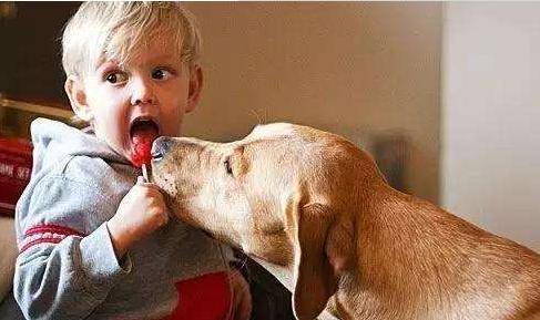 狗狗为什么喜欢舔主人屁股,狗狗为什么喜欢舔肚子呢