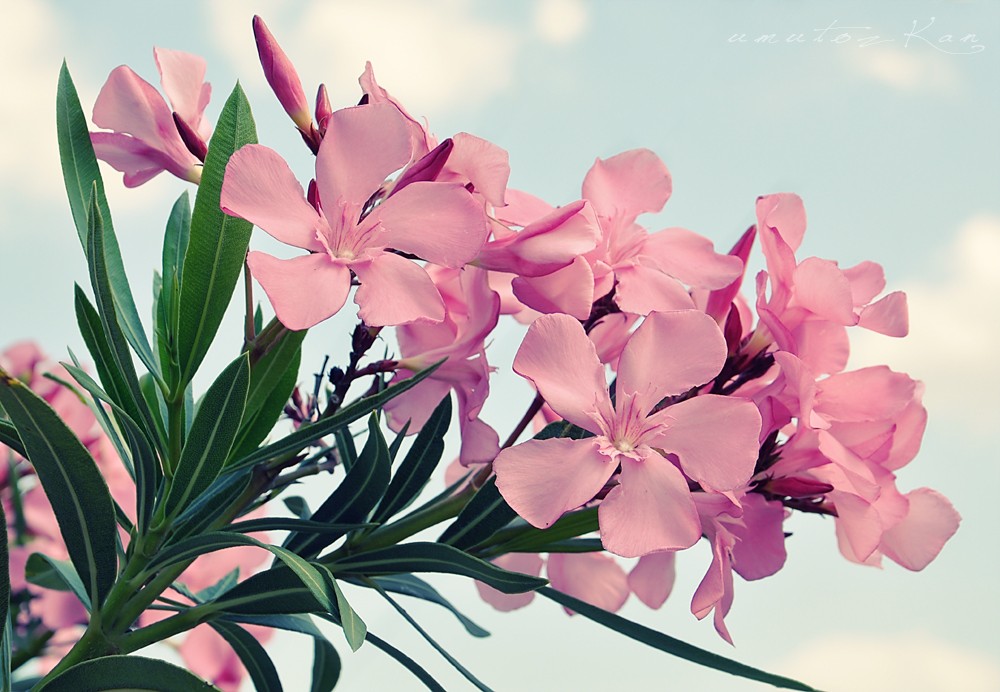 有毒的夹竹桃为什么还这么受欢迎 (夹竹桃是什么地方有毒)