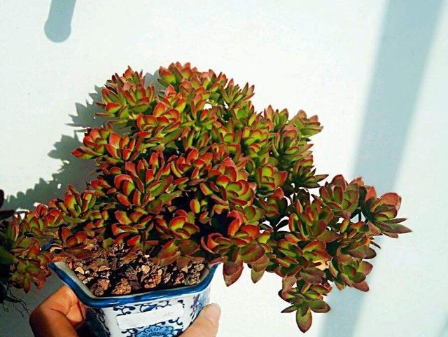 多肉天狗之舞应该如何管理养护,天狗之舞多肉有什么功效