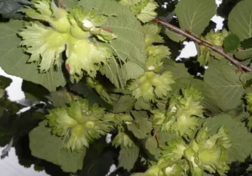 秋季去哪里？约上三五好友，一起来延边探寻山间野味！