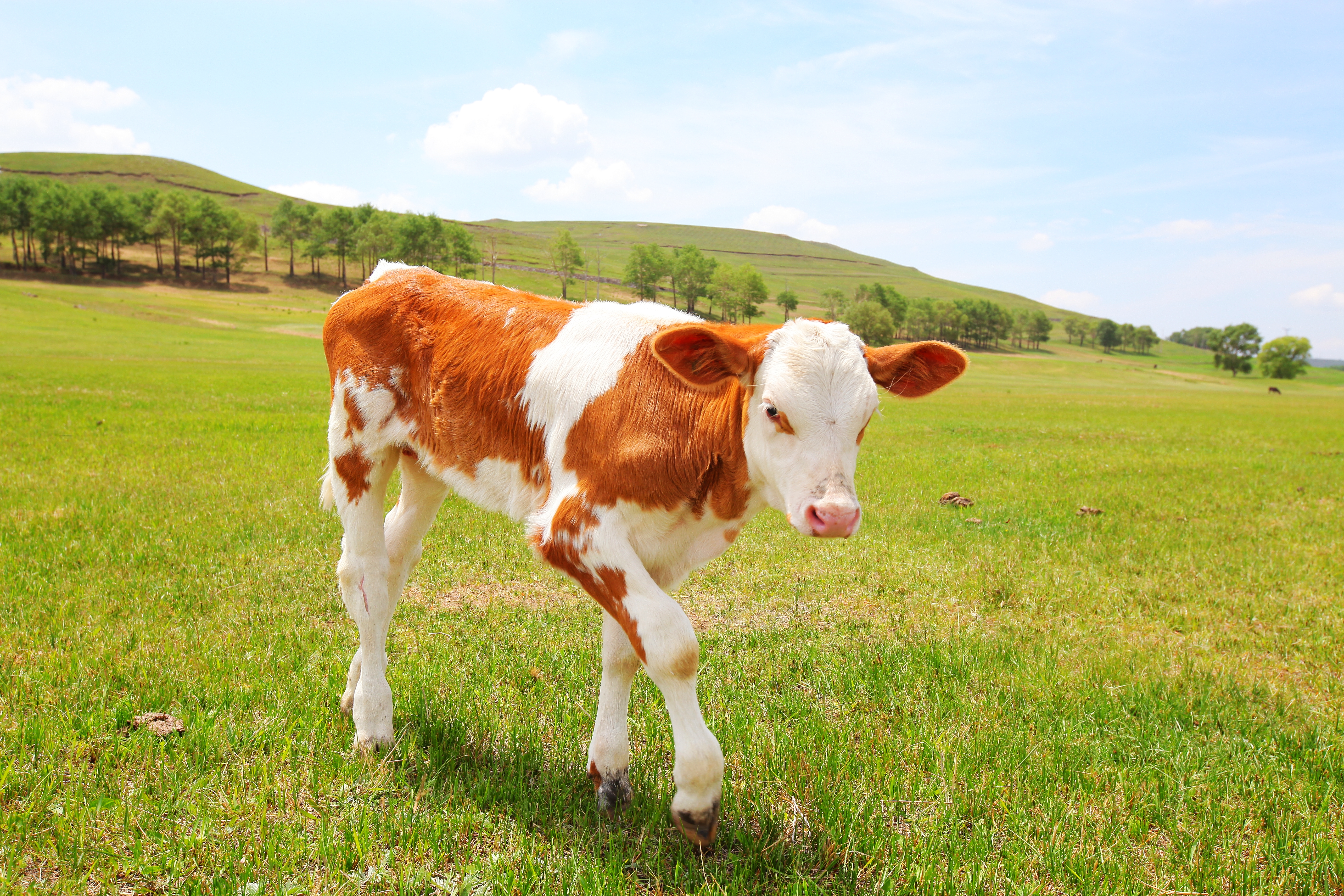 张北除了草原天路还有什么好玩的,张北草原天路有湖