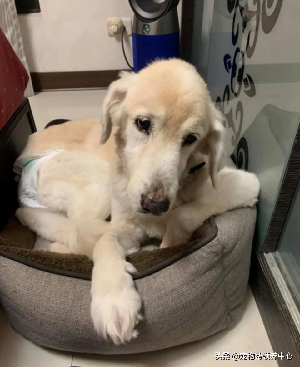 高龄金毛病危去世，主人自责没陪其身边：念念不忘，定有回响…