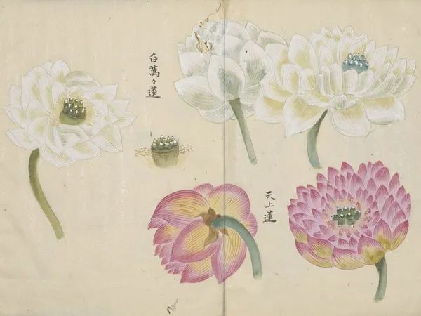 繁华过后一盏清茗也能品出百味,繁华之后静立于世