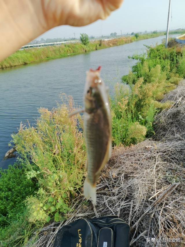 为什么大板鲫吃口很轻,大板鲫一般多少度吃口