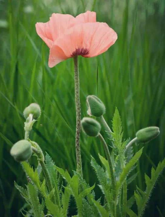 每朵花都有一个感人的爱情故事,每一朵花都藏着一个感人的故事