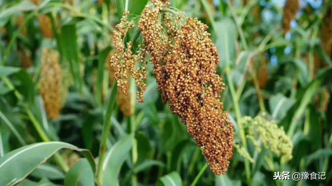 粮者口粮酒53度酱香型简装,中高端大众口粮酒