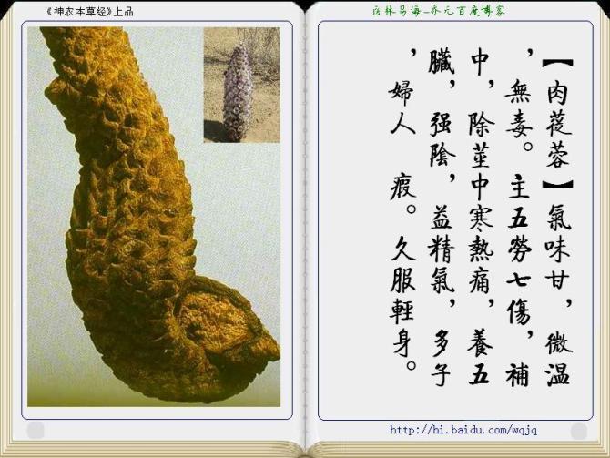 本草纲目中药讲解视频,本草纲目中药图谱及药理讲解