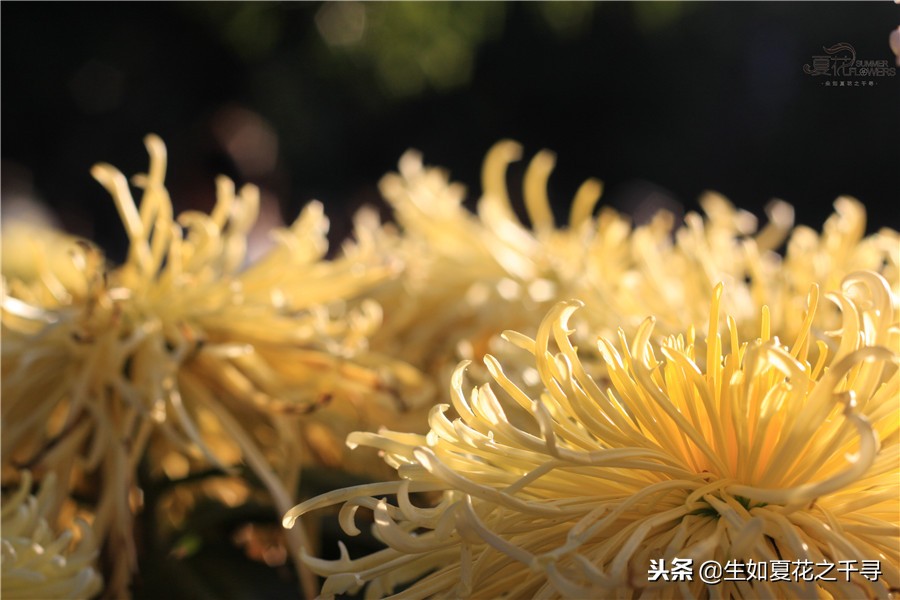 东湖公园菊花展今天还有开放吗,深圳东湖公园菊花展图片