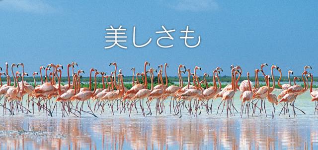 啦啦宝都上海开业了吗,上海金桥啦啦宝都何时开业