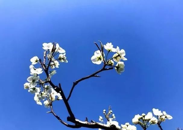 到了京郊这些花开四溢的“仙境”，您简直可以把日子过成诗！