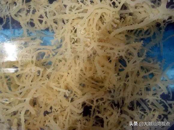 作为潮汕人，这89种海鲜你都能对上号吗