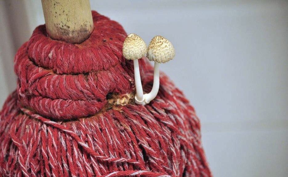 拖地有腥味最简单的方法怎么弄,拖地闻到异味怎么办