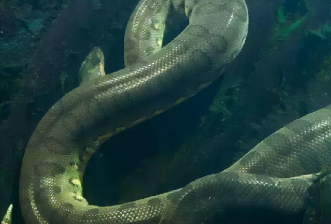 50米的巨蟒存在吗,9米巨蟒吞食大白猪