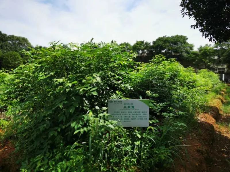 江枫千帆,江枫遇见邀月