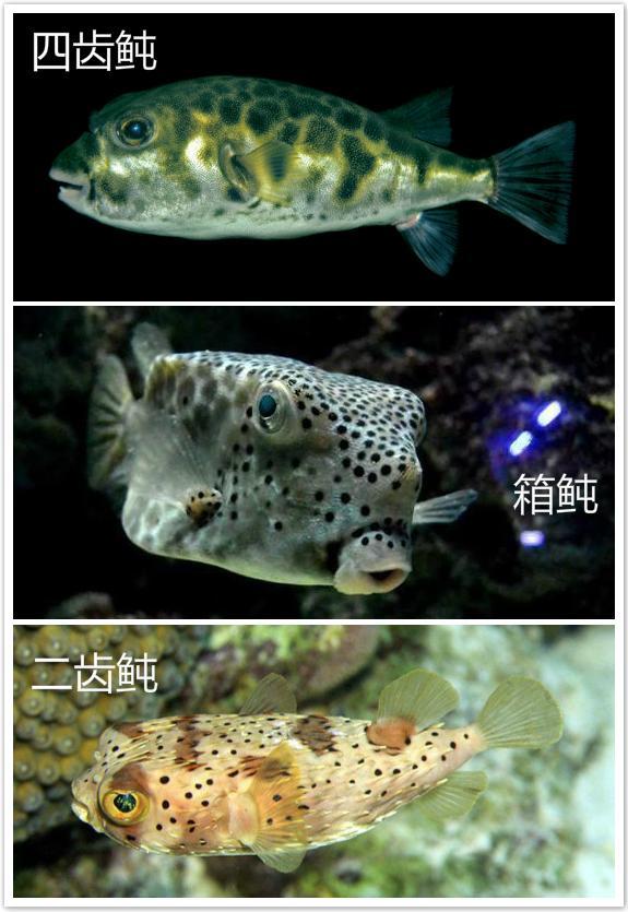 100%天然河豚毒箭？给*物文**里的中国史来点批判性思考