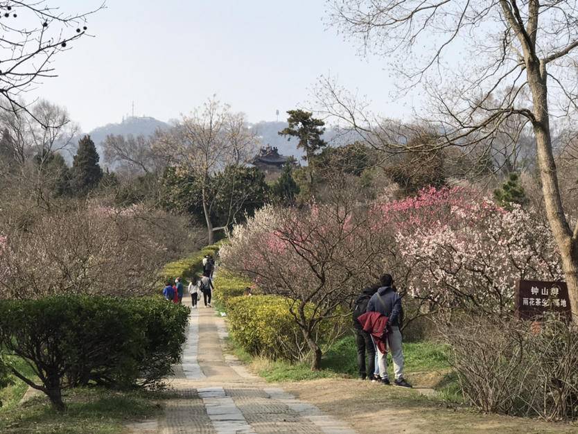 南京梅山和梅花山,南京梅花山第一梅山高清大图