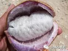 中药图片大全名称,中药图片大全带药名高清