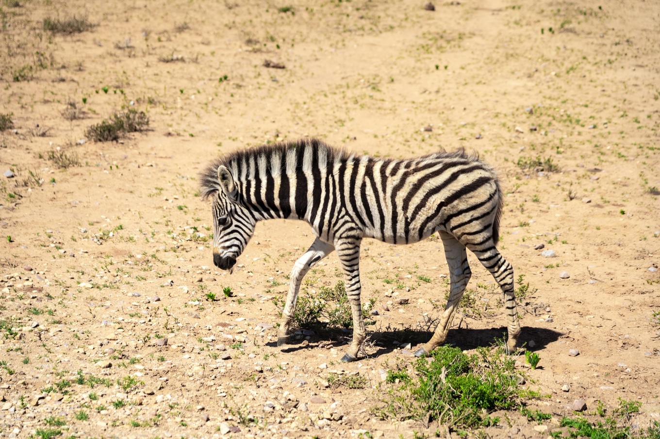 南非自驾游,南非自驾游最新