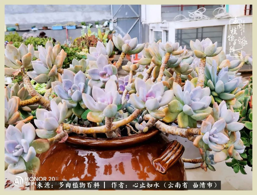 感谢陪伴感恩所有的遇见,让每个人都能感受到多肉的美好