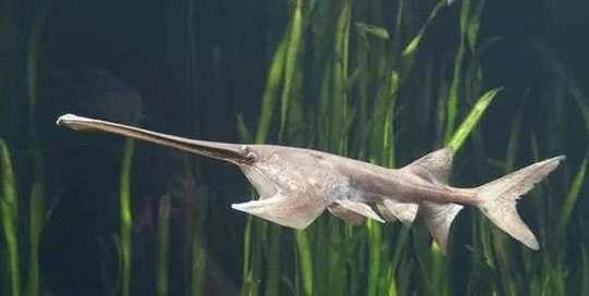 白鲟是白鱀豚吗,白鱀豚和中华白鲟