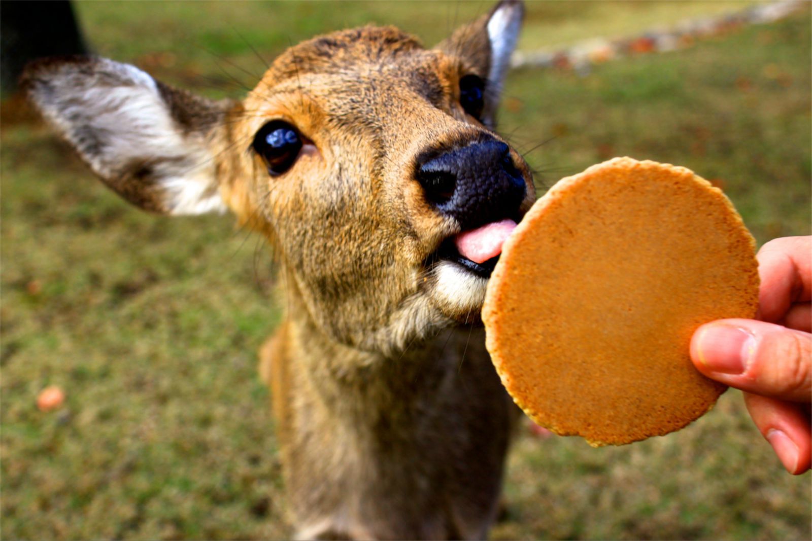 第一次去日本旅游注意哪些事项,去日本旅游最详细攻略