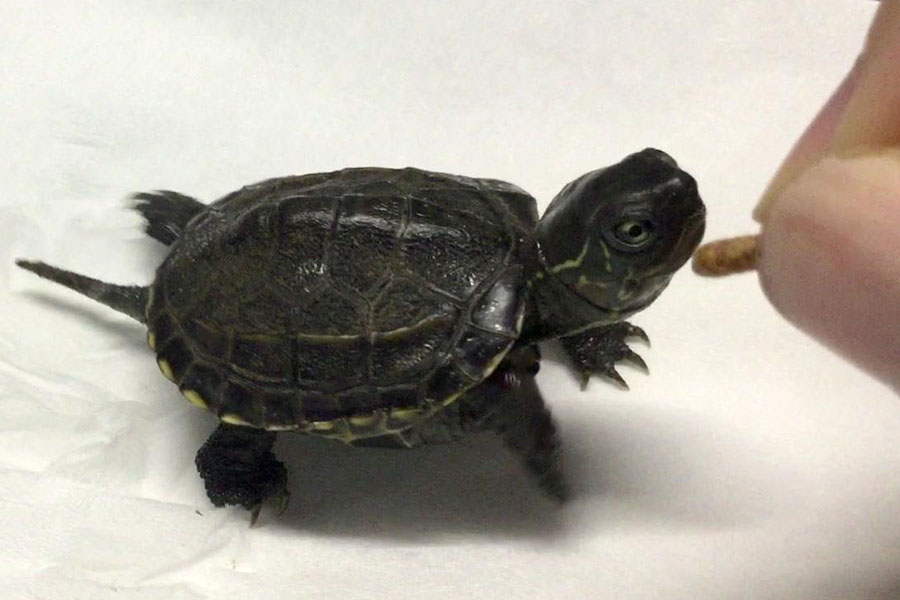 乌龟为啥会断甲,乌龟为什么会断尾